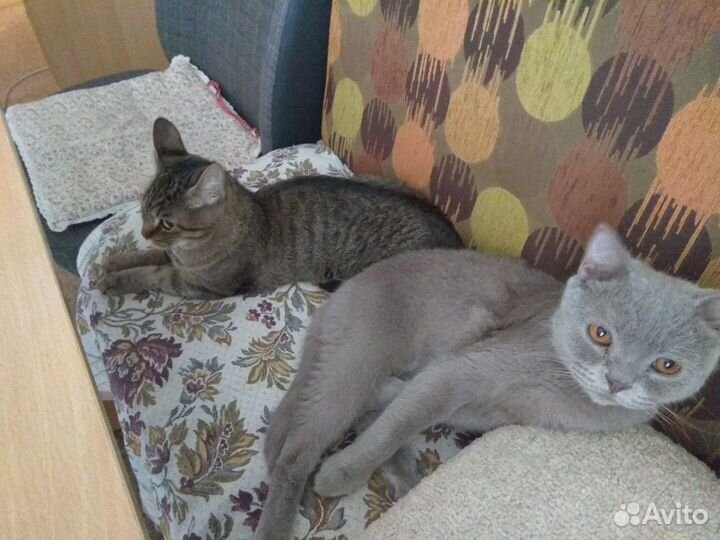 Зоогостиница/Передержка Пушкин, Шушары, Славянка