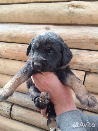 Немецкая овчарка