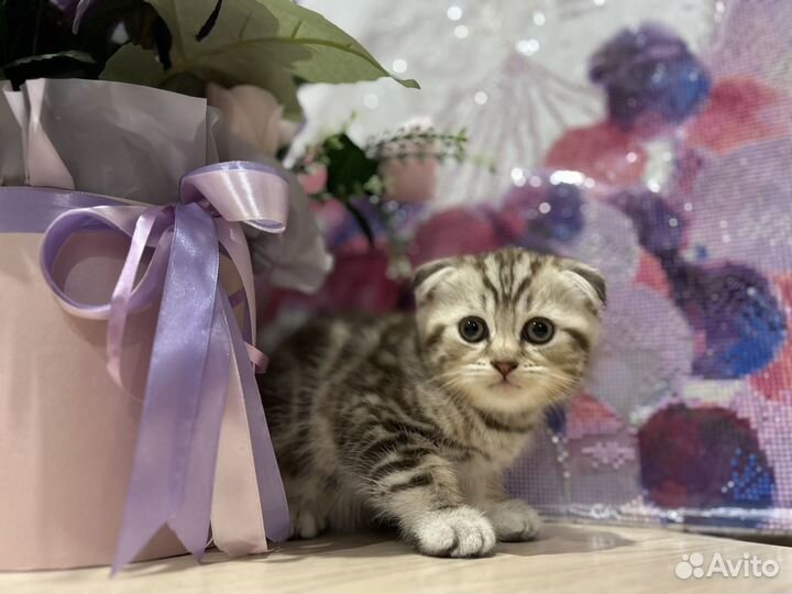 Шотландские вислоухие