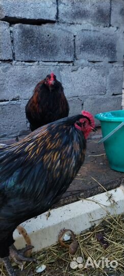 Куры петухи
