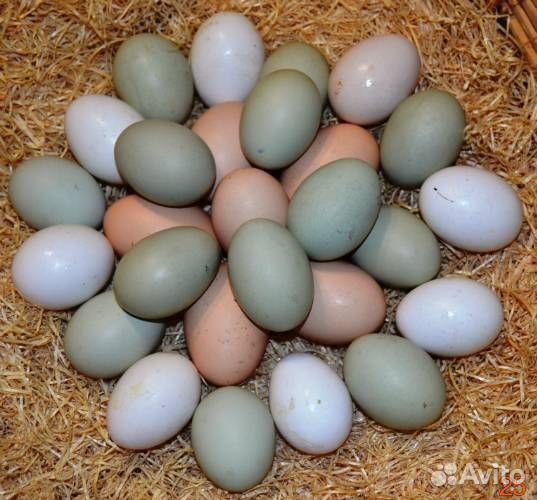 Домашние куриные яйца