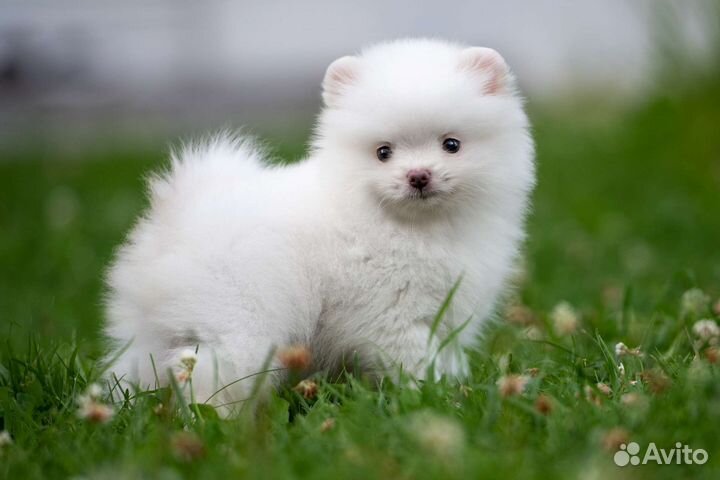 Померанский шпиц медвежьего типа