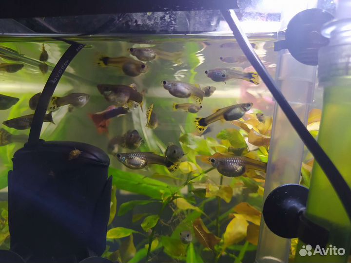 Аквариумные растения/гуппи