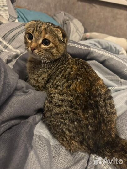 Вислоухая кошка москва