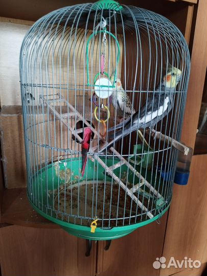 Попугай карелла с клеткой девочка и мальчик