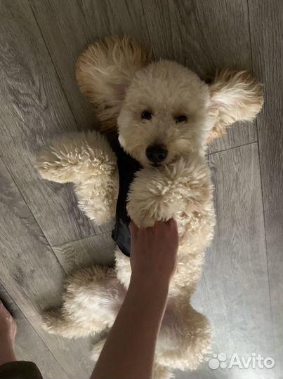 Догситтер (зооняня, передержка собак)