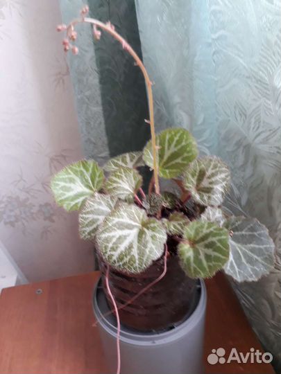 Камнеломка, хлорофитум