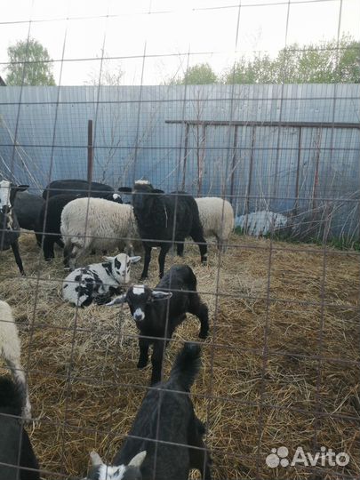 Овцы, ягнята, нубийские козы