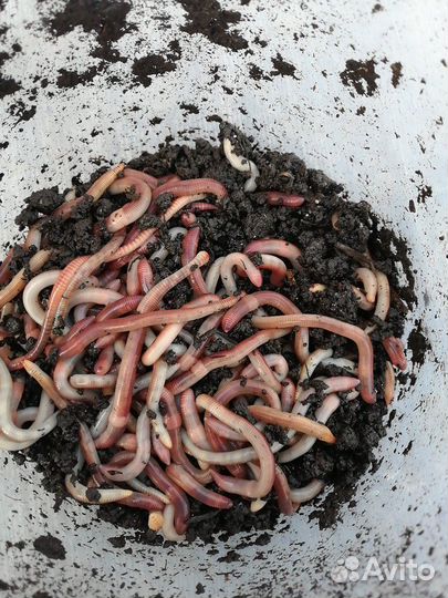 Дендробена в ведре