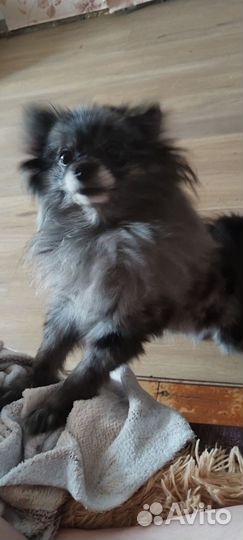 Маленькая собака шпиц