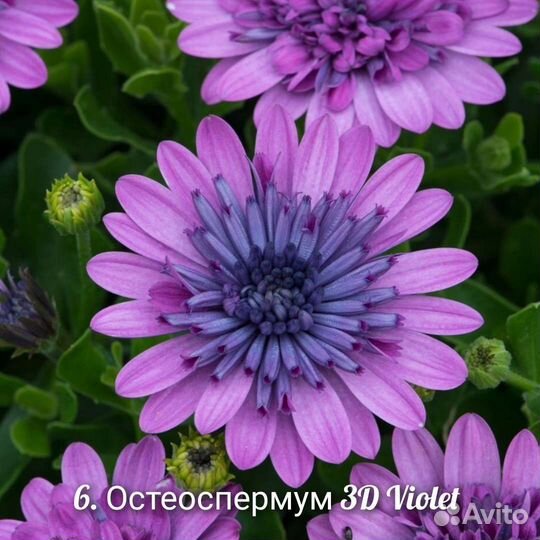 Остеоспермум