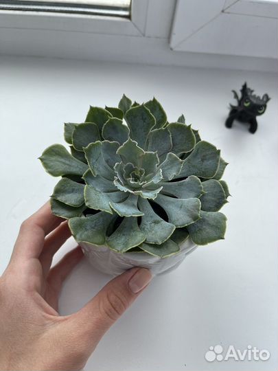 Суккуленты