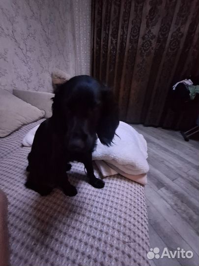 Русский охотничий спаниель вязка