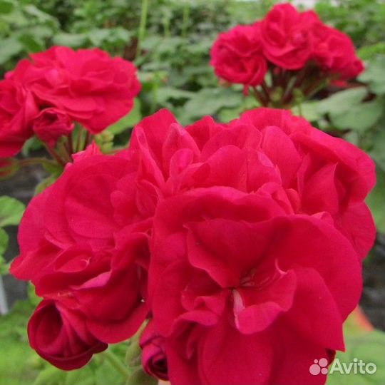 Пеларгония Герань разные сорта. Часть 1