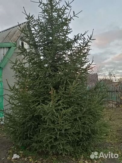 Ель европейская растения