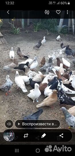 Голуби продажа бойные
