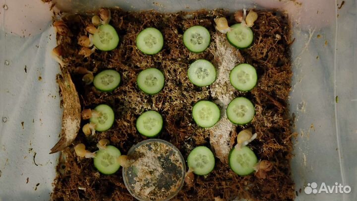 Улитка Ахатина с белой ногой