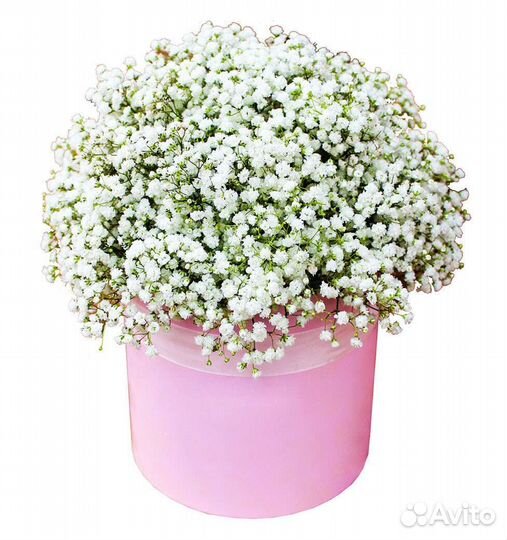 Букет из гипсофилы