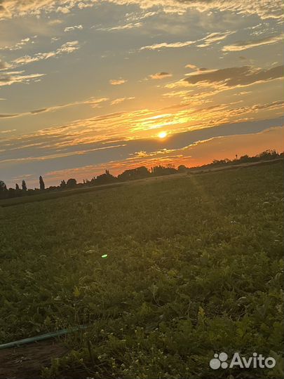 Арбуз оптом