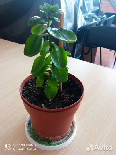 Домашние цветы