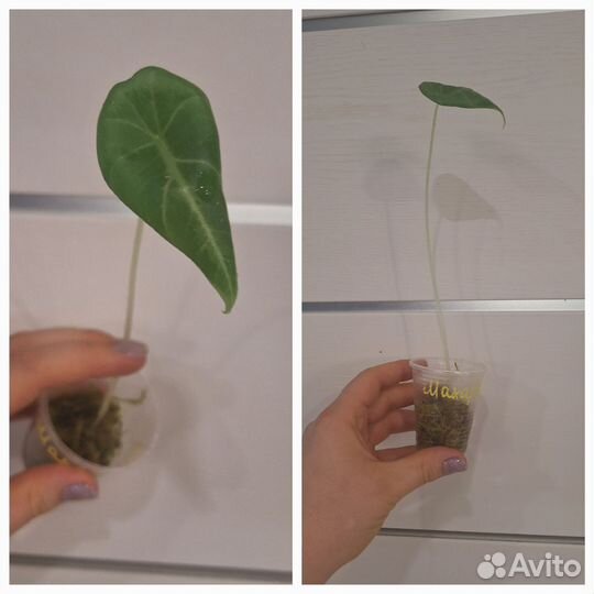 Алоказия Махарани (Серый Дракон)