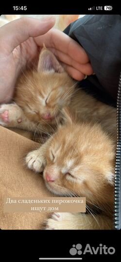 Котята ищут дом