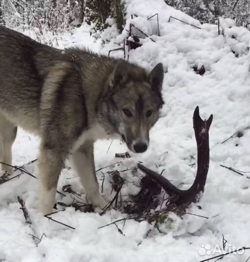 Вязка Лайка зсл и рел