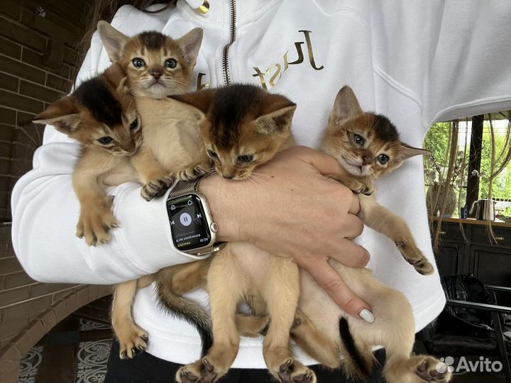 Абессинские котята