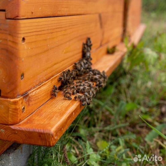 Мёд, свечи и продукты пчеловодства со своей пасеки
