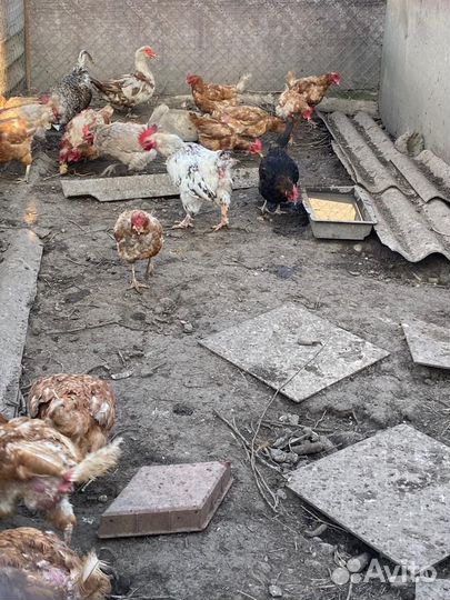 Куры несушки