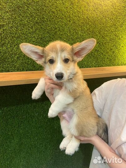 Вельш-корги щенок