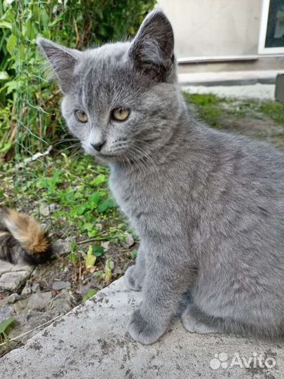 Малышня ищет дом