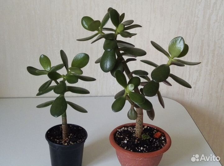 Аихризон-дерево любви. Толстянка-денежное дерево