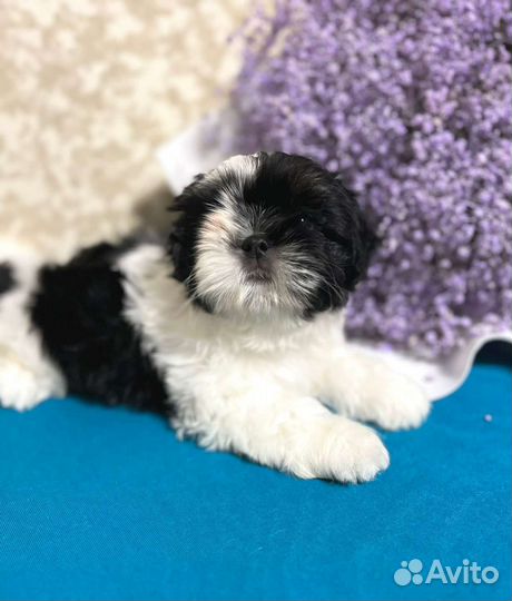 Щенки ши-тцу