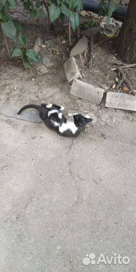 Чернобелая кошь