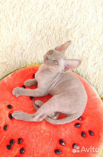 Котята девон-рекс