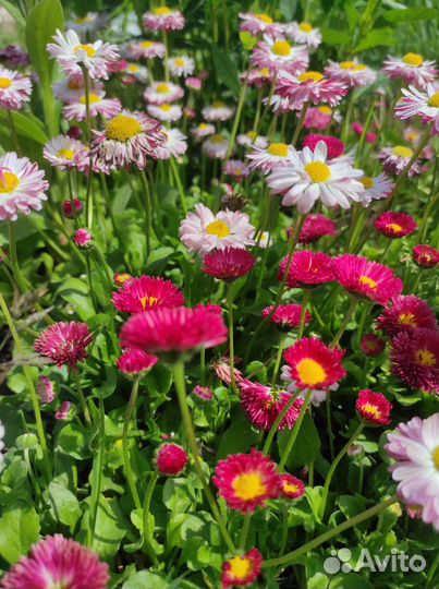 Маргаритки