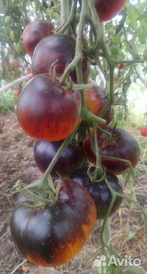 Семена томатов