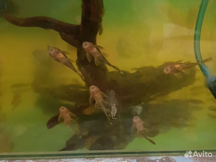 Сомики анциструсы