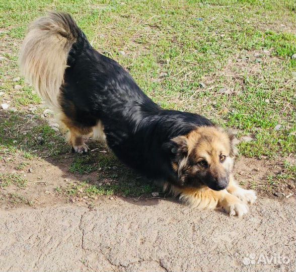 Доброе сердце Марфуши. Собака