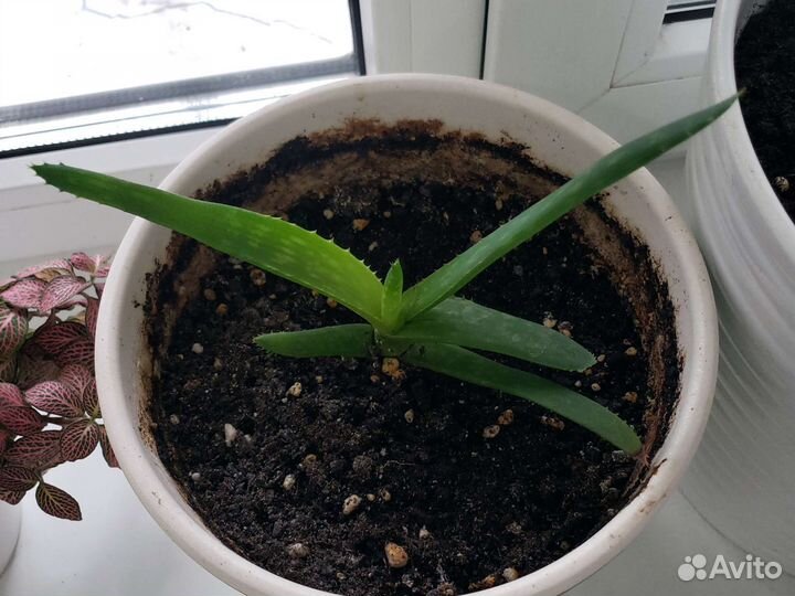 Алоэ широколистное молодое в керамическом горшке