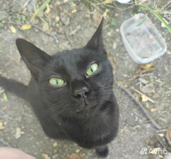 Необычный умный котенок черного окраса