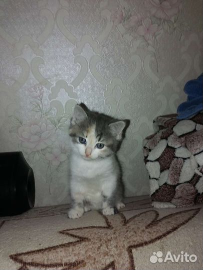 Кошка в дар бесплатно