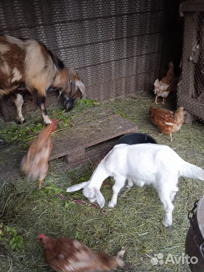 Продаются козочки