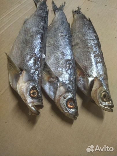 Вяленая чехонь волжская