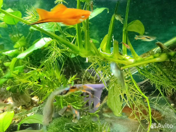 Аквариум 7,10,35,60 литров