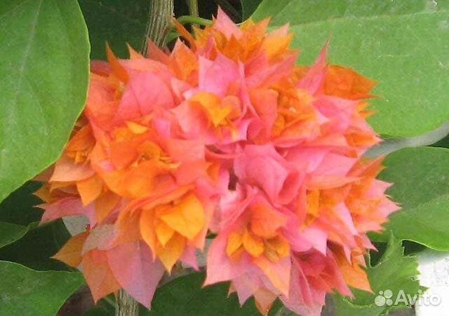 Бугенвиллии