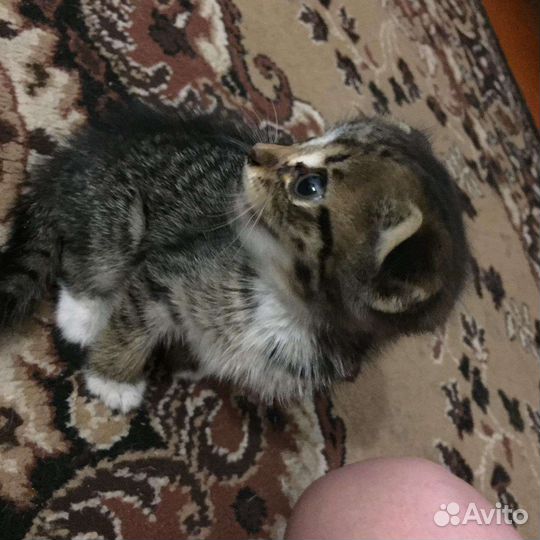 Маленькая кошечка