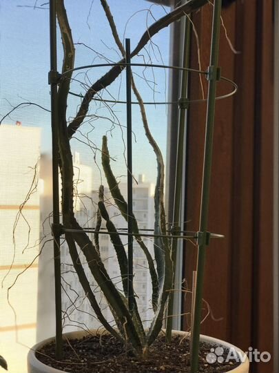 Кактус питахайя