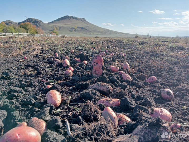 Картофель деревенский